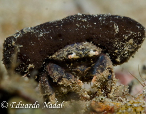 crab by Eduardo Nadal 